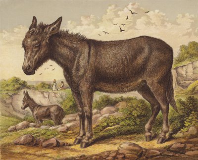 Donkey by English School